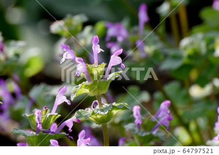 三鷹中原に咲くピンクのホトケノザ 64797521