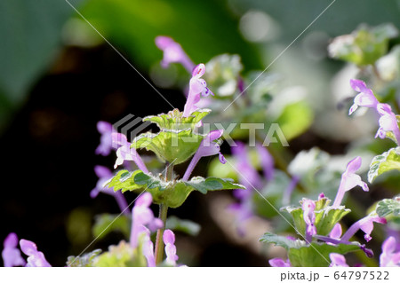 三鷹中原に咲くピンクのホトケノザ 64797522