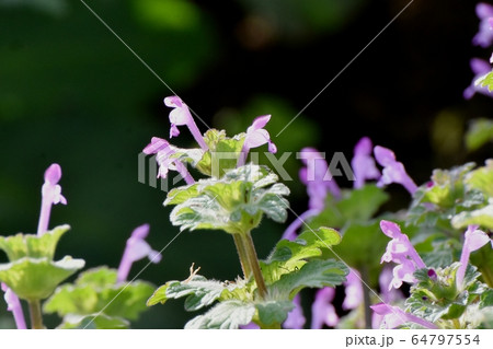 三鷹中原に咲くピンクのホトケノザ 三鷹中原に咲くピンクのホトケノザ 64797554