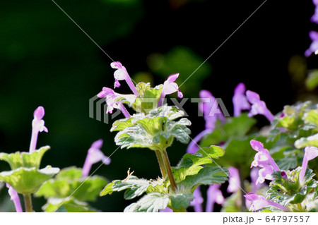 三鷹中原に咲くピンクのホトケノザ 三鷹中原に咲くピンクのホトケノザ 64797557