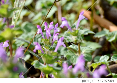 三鷹中原に咲くピンクのホトケノザ 64797564