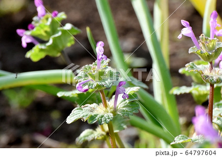 三鷹中原に咲くピンクのホトケノザ 64797604