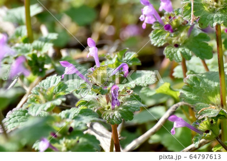 三鷹中原に咲くピンクのホトケノザ 三鷹中原に咲くピンクのホトケノザ 64797613