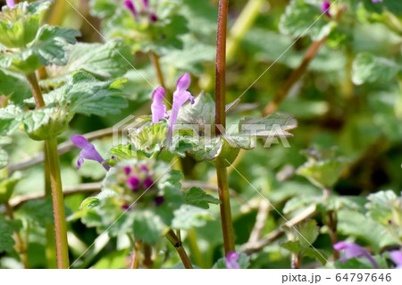 三鷹中原に咲くピンクのホトケノザ 64797646