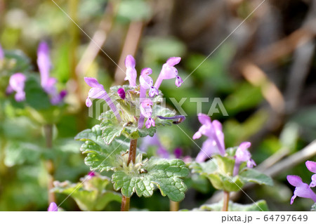 三鷹中原に咲くピンクのホトケノザ 三鷹中原に咲くピンクのホトケノザ 64797649