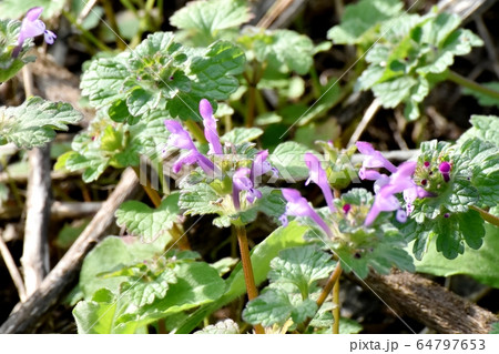 三鷹中原に咲くピンクのホトケノザ 三鷹中原に咲くピンクのホトケノザ 64797653