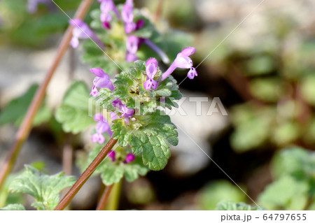 三鷹中原に咲くピンクのホトケノザ 三鷹中原に咲くピンクのホトケノザ 64797655