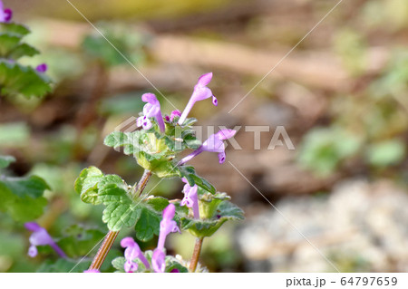 三鷹中原に咲くピンクのホトケノザ 64797659