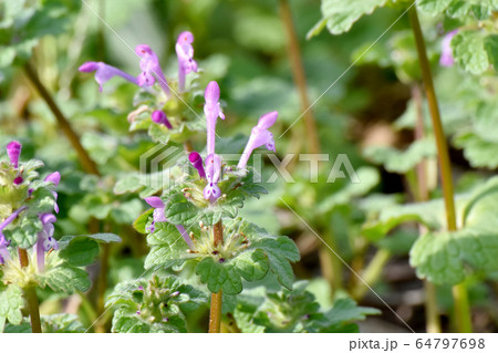 三鷹中原に咲くピンクのホトケノザ 64797698