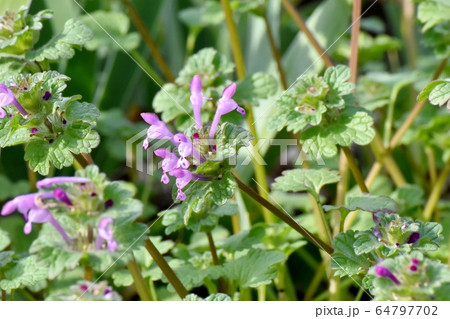 三鷹中原に咲くピンクのホトケノザ 64797702