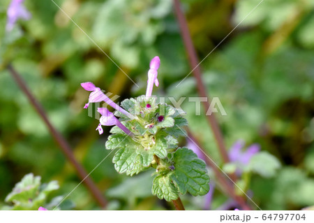 三鷹中原に咲くピンクのホトケノザ 64797704