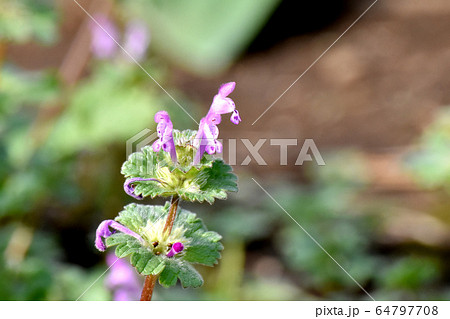 三鷹中原に咲くピンクのホトケノザ 64797708