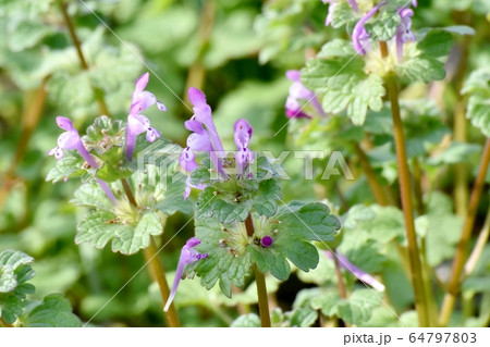 三鷹中原に咲くピンクのホトケノザ 64797803