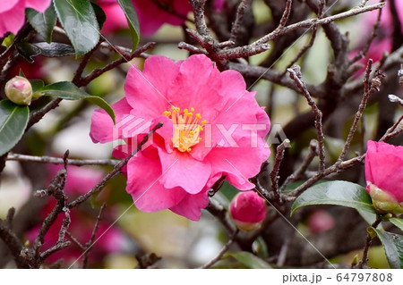 三鷹中原に咲くピンクのカンツバキの花 64797808