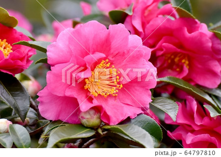 三鷹中原に咲くピンクのカンツバキの花 64797810