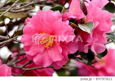 三鷹中原に咲くピンクのカンツバキの花 64797811