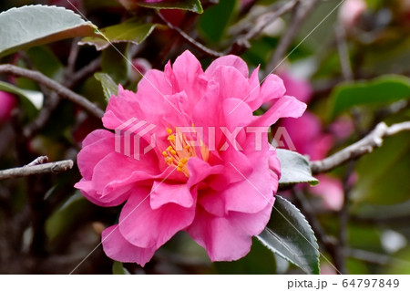 三鷹中原に咲くピンクのカンツバキの花 64797849