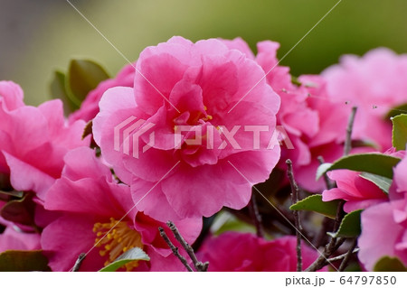 三鷹中原に咲くピンクのカンツバキの花 64797850