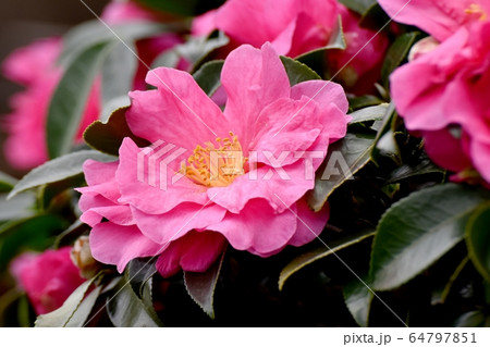 三鷹中原に咲くピンクのカンツバキの花 64797851