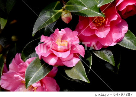 三鷹中原に咲くピンクのカンツバキの花 三鷹中原に咲くピンクのカンツバキの花 64797887
