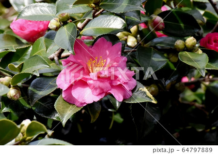三鷹中原に咲くピンクのカンツバキの花 64797889