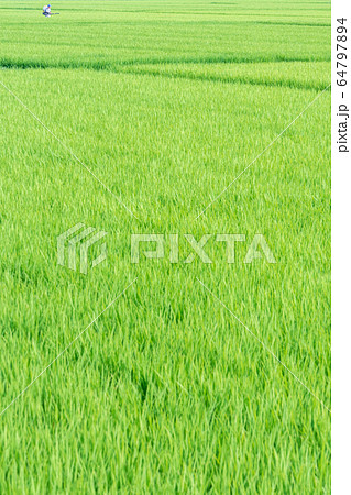 さいたま市　初夏の見沼田んぼ 64797894