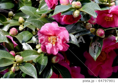 三鷹中原に咲くピンクのカンツバキの花 64797901