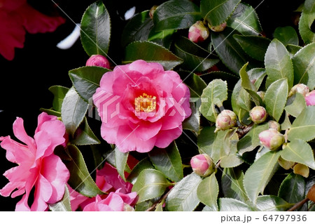 三鷹中原に咲くピンクのカンツバキの花 三鷹中原に咲くピンクのカンツバキの花 64797936