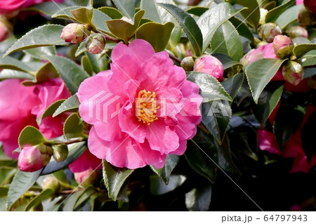 三鷹中原に咲くピンクのカンツバキの花 三鷹中原に咲くピンクのカンツバキの花 64797943