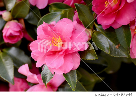 三鷹中原に咲くピンクのカンツバキの花 三鷹中原に咲くピンクのカンツバキの花 64797944