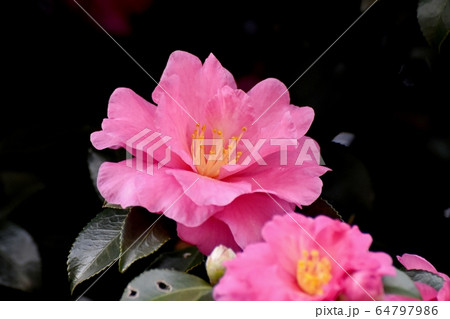 三鷹中原に咲くピンクのカンツバキの花 64797986