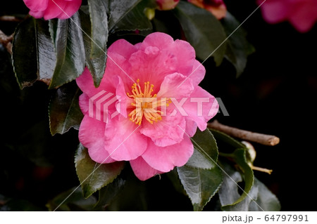 三鷹中原に咲くピンクのカンツバキの花 三鷹中原に咲くピンクのカンツバキの花 64797991