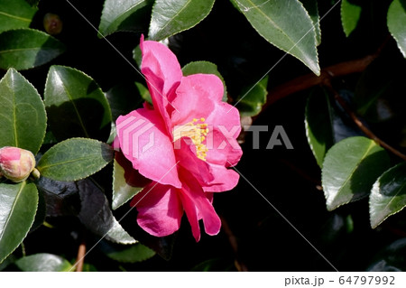 三鷹中原に咲くピンクのカンツバキの花 三鷹中原に咲くピンクのカンツバキの花 64797992