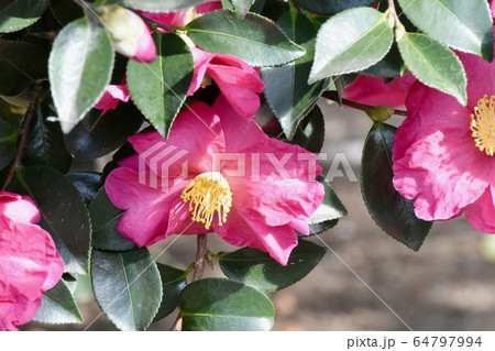 三鷹中原に咲くピンクのカンツバキの花 64797994