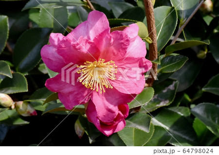 三鷹中原に咲くピンクのカンツバキの花 三鷹中原に咲くピンクのカンツバキの花 64798024