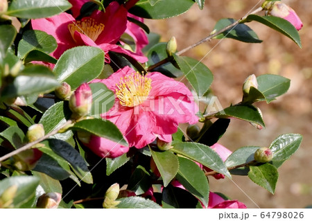 三鷹中原に咲くピンクのカンツバキの花 三鷹中原に咲くピンクのカンツバキの花 64798026
