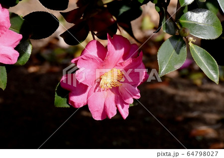 三鷹中原に咲くピンクのカンツバキの花 64798027