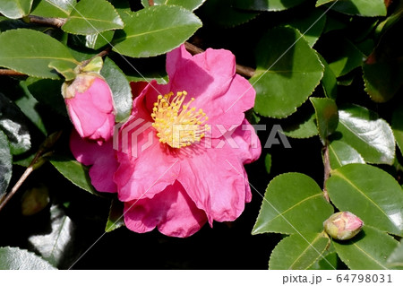 三鷹中原に咲くピンクのカンツバキの花 64798031