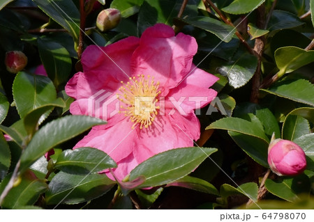 三鷹中原に咲くピンクのカンツバキの花 三鷹中原に咲くピンクのカンツバキの花 64798070