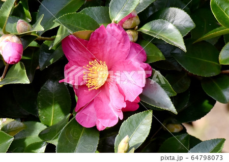 三鷹中原に咲くピンクのカンツバキの花 64798073