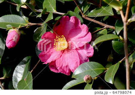 三鷹中原に咲くピンクのカンツバキの花 64798074