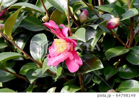 三鷹中原に咲くピンクのカンツバキの花 64798149