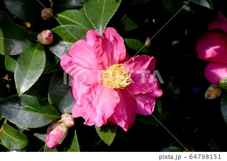 三鷹中原に咲くピンクのカンツバキの花 64798151
