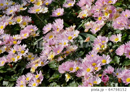 三鷹中原に咲くピンクのキクの花 三鷹中原に咲くピンクのキクの花 64798152
