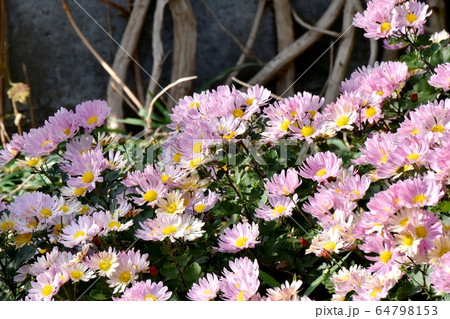 三鷹中原に咲くピンクのキクの花 64798153
