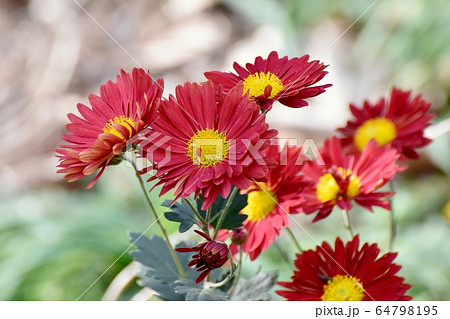 三鷹中原に咲く朱色のキクの花 三鷹中原に咲く朱色のキクの花 64798195