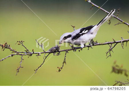 Fierce great grey shrike sitting on a twig with mouse impaled on thorn in summer Fierce great grey shrike sitting on a twig with mouse impaled on thorn in summer 64798205