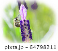 身近な自然　ミツバチとラベンダー 64798211