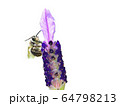 ラベンダーの蜜を吸うミツバチ 64798213