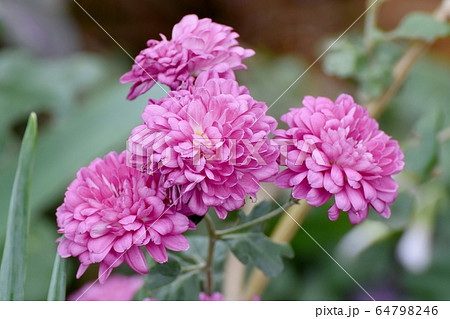 三鷹中原に咲くピンクのキクの花 64798246